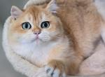 super pretty - British Shorthair Kitten For Sale - Los Angeles, CA, US