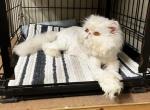 CFA easy care persian Puff - Persian Cat For Sale - KY, US