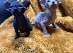 Elfs - Sphynx Kitten For Sale - Pittsburgh, PA, US