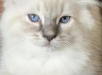 Jack - Ragdoll Kitten For Sale - Denver, PA, US