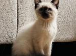 Juno - Balinese Kitten For Sale - Auburn, MA, US