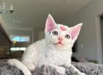 Pearl - Devon Rex Kitten For Sale - 