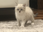 Tobbie - Ragdoll Kitten For Sale - Springfield, MA, US