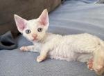 Hellokitty flame point - Devon Rex Kitten For Sale - Fontana, CA, US