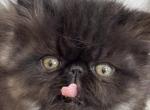 Lilys Baby - Persian Kitten For Sale - Norwalk, CT, US