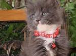 Soldiers - Maine Coon Kitten For Sale - CA, US