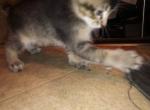 Loki - Manx Kitten For Sale - Redding, CA, US