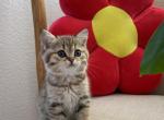 Ozzie - British Shorthair Kitten For Sale - Roseville, CA, US