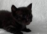 MARVEL Melanistic Savannah kitten - Savannah Kitten For Sale - 