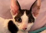 MooMoo - Cornish Rex Kitten For Sale - 