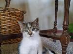 Patches - American Shorthair Kitten For Sale - 