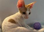 Butterbean - Cornish Rex Kitten For Sale - 