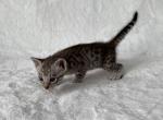 SILVER STAR Stunning Savannah Girl - Savannah Kitten For Sale - 