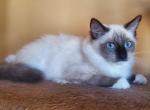 Rudolph Seal Point Mitted Ragdoll - Ragdoll Kitten For Sale - 