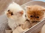 Chais Kittens - Persian Kitten For Sale - Richland, WA, US