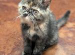 Abigail - Exotic Kitten For Sale - 