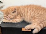 Chubbs - Exotic Kitten For Sale - 