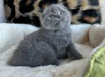 Ula Scottish fold - Scottish Fold Kitten For Sale - Chicago, IL, US