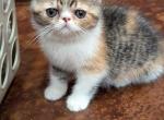 Hannah - Exotic Kitten For Sale - 