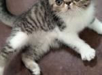 Helen - Exotic Kitten For Sale - 