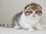 Branson - Scottish Fold Kitten For Sale - Jamison, PA, US