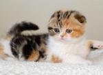 Bella - Scottish Fold Kitten For Sale - Jamison, PA, US