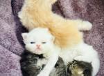 Frozen - Persian Kitten For Sale - Columbia, TN, US