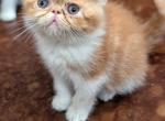 Little Bit - Exotic Kitten For Sale - Talco, TX, US