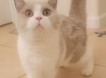 Steven - British Shorthair Kitten For Sale - CA, US