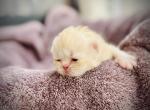 Kristoff - Persian Kitten For Sale - 