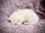 Olaf - Persian Kitten For Sale - 