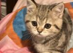 Blueberry - Scottish Straight Kitten For Sale - 