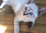 Lynx boys - Balinese Kitten For Sale - Worcester, MA, US