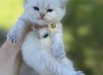 Golden point chinchilla - Scottish Straight Kitten For Sale - Sun City Center, FL, US