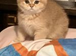 Penelope - Scottish Straight Kitten For Sale - 