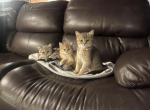 Tator - Scottish Straight Kitten For Sale - 