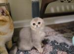 Chanel - Scottish Fold Kitten For Sale - 