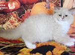 Barry - Ragdoll Kitten For Sale - 