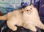 Olesia - Ragdoll Kitten For Sale - 