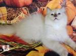 Anatoly - Ragdoll Kitten For Sale - 