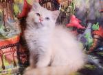 Sunset - Ragdoll Kitten For Sale - VA, US