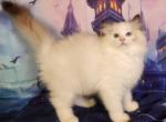 Clara Seal Tortie Point Ragdoll Girl - Ragdoll Kitten For Sale - 