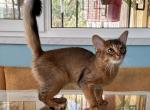 Flora - Somali Kitten For Sale