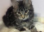 Queen Joy Quilla - Maine Coon Kitten For Sale - Glenview, IL, US