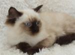 PAWS OF THE HEARTLAND FALL LITTER - Ragdoll Kitten For Sale - Fordyce, NE, US