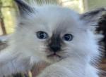 Siberian Neva Masquerade Kittens - Siberian Kitten For Sale - 