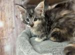 Paris - Maine Coon Kitten For Sale - Brighton, CO, US