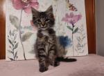 Marcus - Domestic Kitten For Adoption - Covington, KY, US