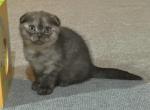 Baby girl - Scottish Fold Kitten For Sale - 