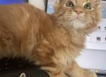 Ready for christmas - Maine Coon Kitten For Sale - 